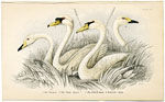 Swans