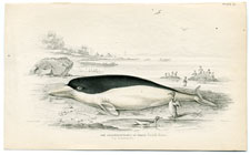 Peron Dolphin