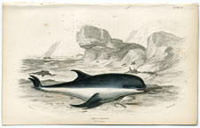 The Porpoise Griseus