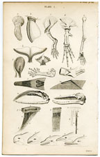 miscellaneous bones, diagrams