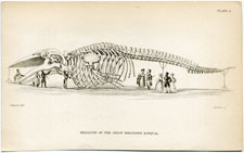 Skeleton of the Great Northern Rorqual