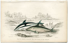 The Striped Porpoise