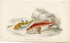 Armed Bull Head, or Pogge Norway Haddock