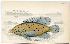 Serranus Altivelis