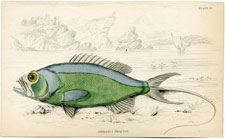 Serranus Phaeton