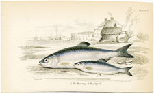 The Herring, The Sprat