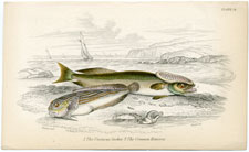 The Unctuous Sucker, The Common Remora