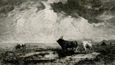 Bulls in the Roman Campagna