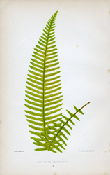 POLYPODIUM PECTINATUM