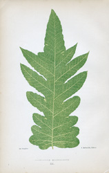 POLYPODIUM MORBILLOSUM