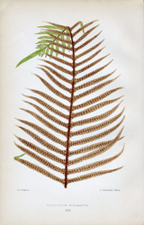 POLYPODIUM SQUAMATUM