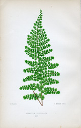 ADIANTUM CONCINNUM