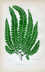 ADIANTUM PUBESCENS