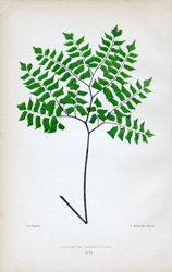 ADIANTUM TRAPEZIFORME