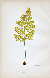 ADIANTUM SULFUREUM