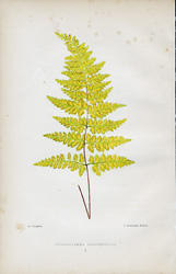 GYMNOGRAMMA CHRYSOPHYLLA