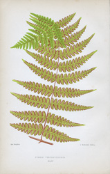 PTERIS VESPERTILIONIS