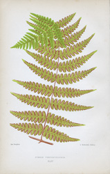 PTERIS VESPERTILIONIS