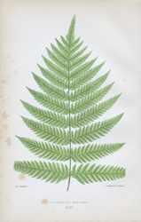 WOODWARDIA RADICANS