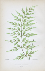 ASPLENIUM PRAEMORSUM