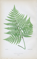 ASPLENIUM CORIACEUM