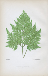 DAVALIA CANARIENSIS