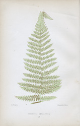 DICKSONIA ANTARCTICA