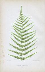 CYATHEA MEDULLARIS