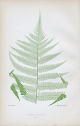 CYATHEA DEALBATA