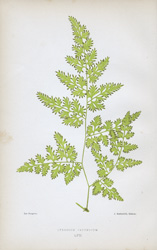 LYCODIUM JAPONICUM