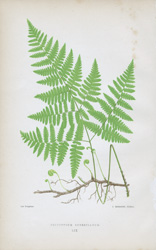 POLYPODIUM ROBERTIANUM 