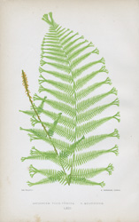 ASPLENIUM FILIX-FOEMINA, VAR. MULTIFIDUM