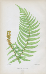 ASPIDIUM ANGULARE