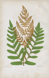 OSMUNDA REGALIS