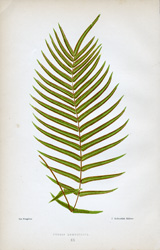 PTERIS LONGIFOLIA