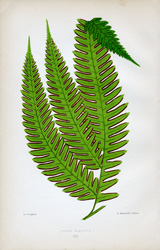 PTERIS BIAURITA