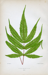 PTERIS ASPERICAULIS