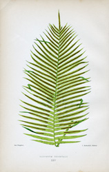 BLECHNUM ORIENTALE