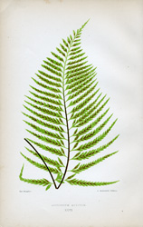 ASPLENIUM AURITUM