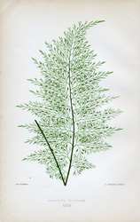 ASPLENIUM VIVIPARUM