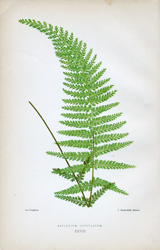 ASPLENIUM CICUTARIUM