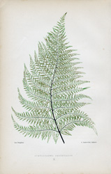 GYMNOGRAMMA CALOMELANOS