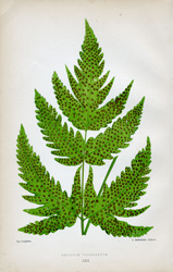 ASPIDIUM TRIFOLIATUM