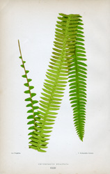 NEPHROLEPIS EXALTATA