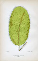 HYMENODIUM CRINITUM