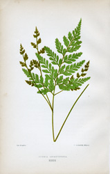 ANEMIA ADIANTIFOLIA