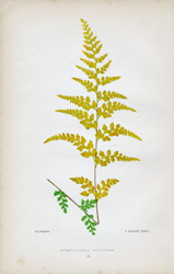 GYMNOGRAMMA SULPHUREA