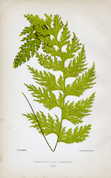 HYMENOPHYLLUM DILATATUM