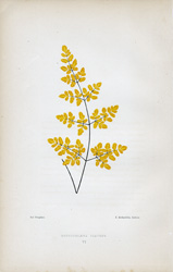 NOTHOCHLAENA FLAVENS