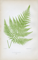 POLYPODIUM EFFUSUM